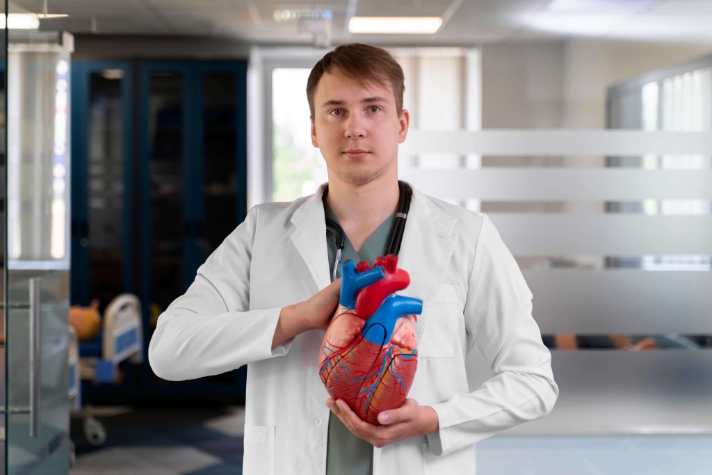 erkek doktor elinde maket kalp tutuyor.